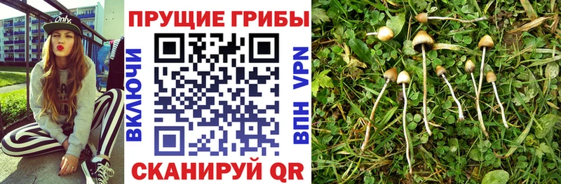 как найти закладки  Отрадная  Галлюциногенные грибы мухоморы 